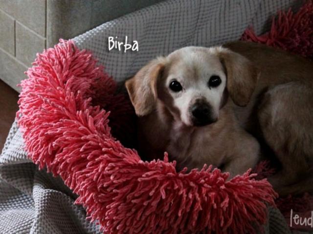 Birba in una nuova cuccia: che goduria!
